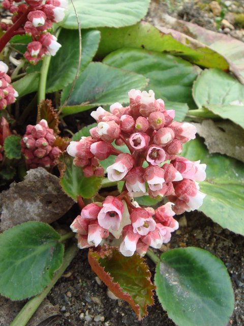 Bergenia stracheyi fleur